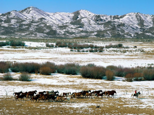 Картинка homeward bound животные лошади