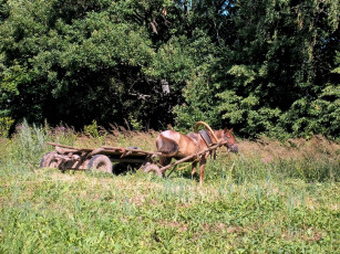 Картинка животные лошади