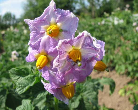 Обои картинки фото цветы