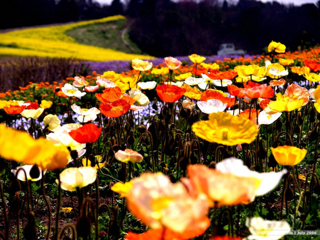 Обои картинки фото цветы, маки