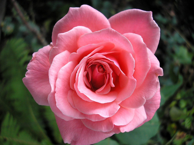 Обои картинки фото цветы, розы