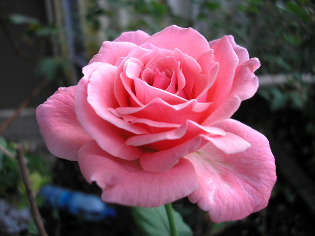 Обои картинки фото цветы, розы