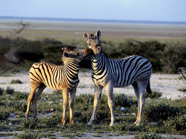 Обои картинки фото животные, зебры