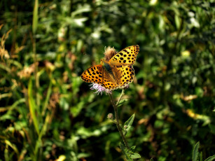 Картинка животные бабочки