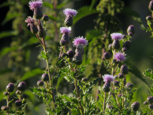 Картинка цветы Чертополох репейник