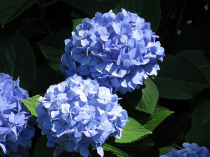 Картинка цветы гортензия