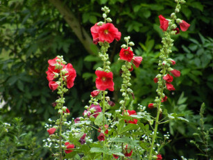 Картинка цветы мальвы