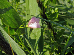 Картинка цветы вьюнки ипомеи