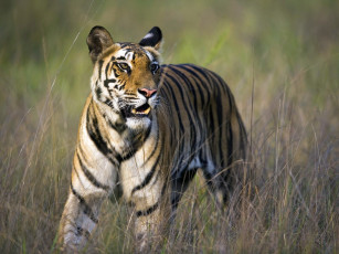 Картинка животные тигры