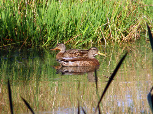 обоя животные, утки