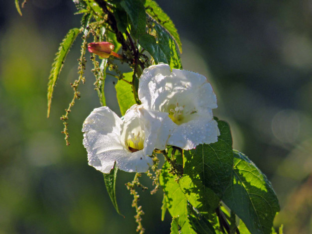 Обои картинки фото цветы, цветущие, деревья, кустарники