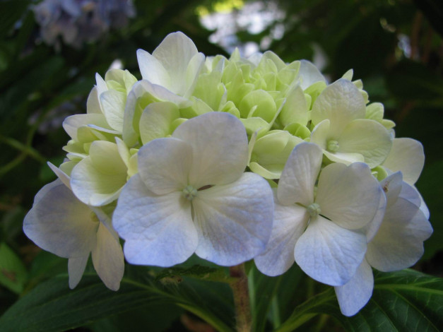 Обои картинки фото цветы, гортензия