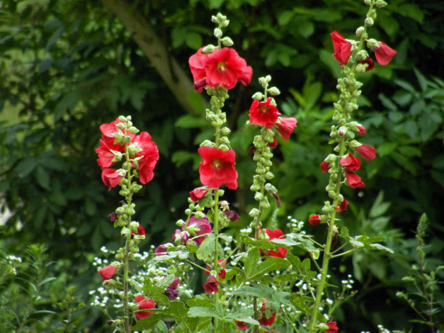 Обои картинки фото цветы, мальвы