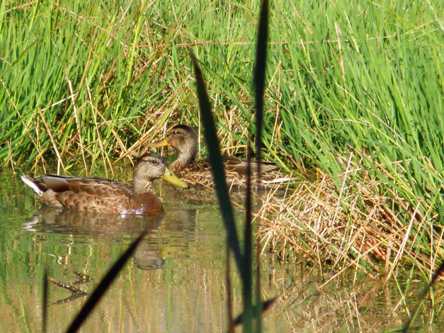 Обои картинки фото животные, утки