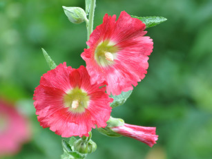 Картинка цветы мальвы