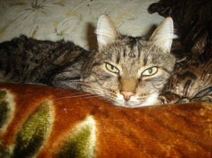 Картинка маквай животные коты