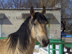 Картинка животные лошади