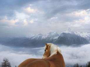 Картинка животные лошади