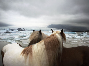 Картинка животные лошади