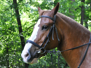 Картинка животные лошади