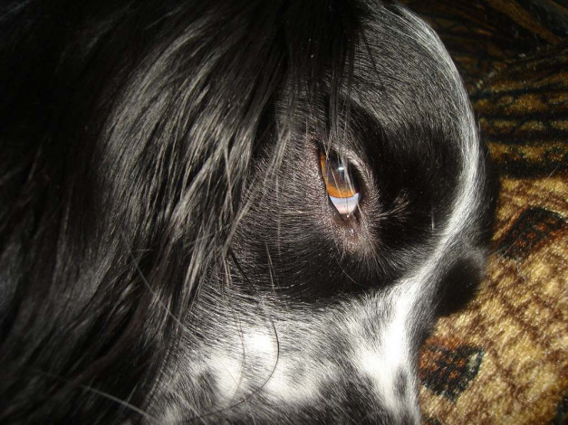 Обои картинки фото текила, животные, собаки