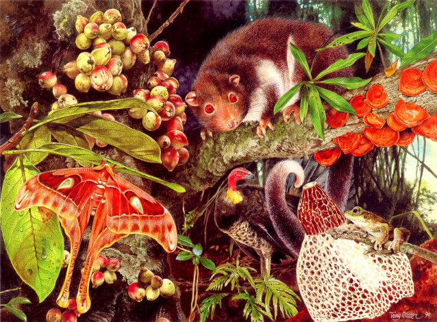 Обои картинки фото тони, оливер, рисованные, tony, oliver, лемур, бабочка, грифон, лягушка, плоды