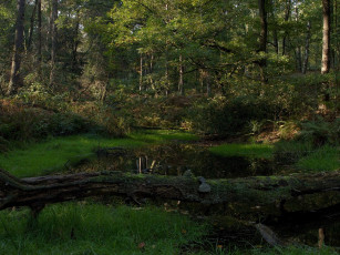 Картинка природа лес