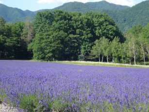 Картинка природа луга цветы лес