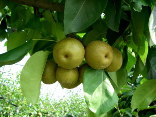 Картинка природа плоды ветка