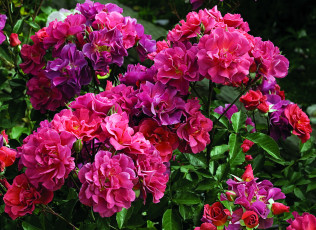 Картинка чайные розы цветы китайские красные