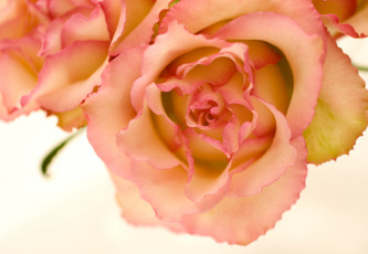 Картинка цветы розы лепестки