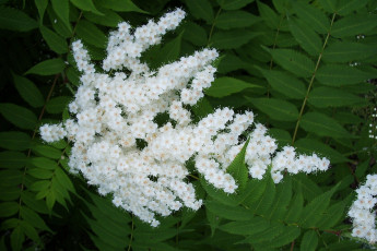 Картинка цветы цветущие деревья кустарники цветочки