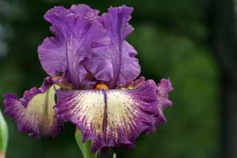 Картинка цветы ирисы лиловый