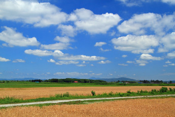 Картинка природа поля поле