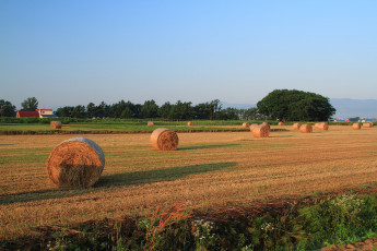 Картинка природа поля сено