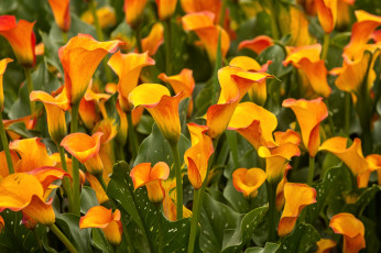 Картинка цветы каллы желтый много