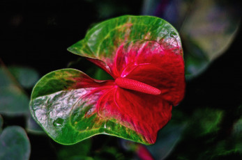 Картинка цветы антуриум цветок фламинго листок экзотика