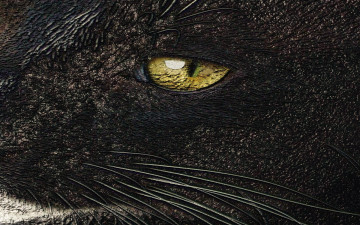 Картинка разное глаза глаз