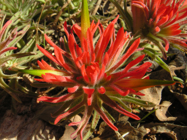 Обои картинки фото цветы, красные