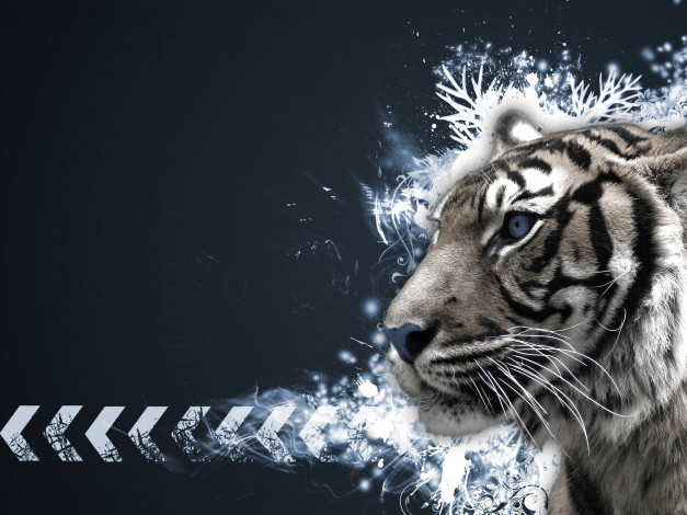 Обои картинки фото животные, тигры, тигр