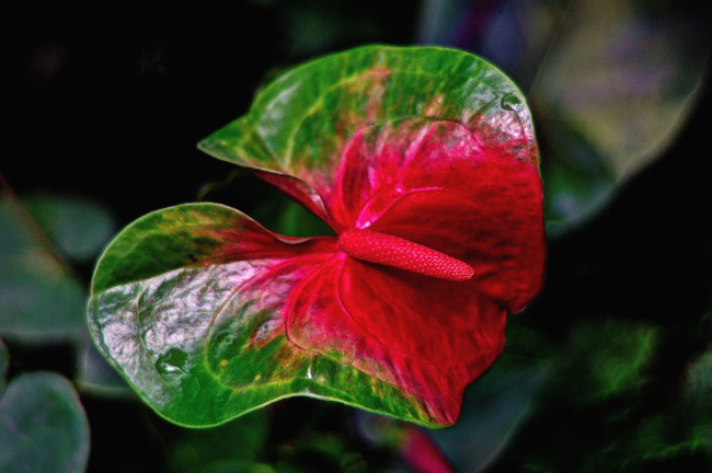 Обои картинки фото цветы, антуриум, цветок, фламинго, листок, экзотика