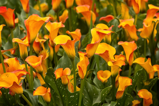 Обои картинки фото цветы, каллы, желтый, много