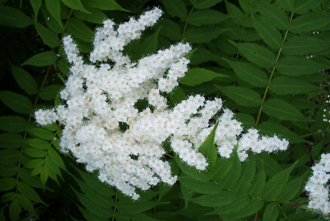 Обои картинки фото цветы, цветущие, деревья, кустарники, цветочки