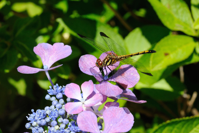 Обои картинки фото цветы, гортензия