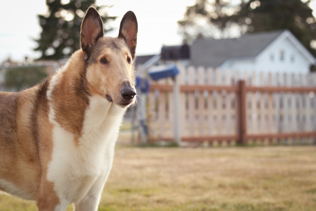 Обои картинки фото животные, собаки, забор, собака