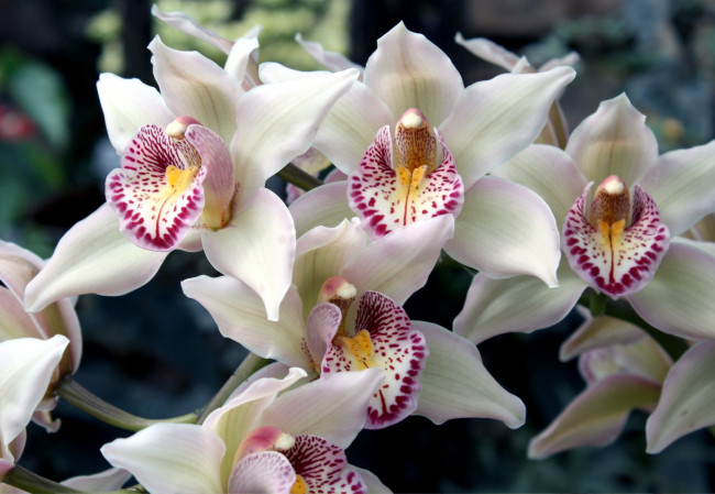 Обои картинки фото цветы, орхидеи, белый