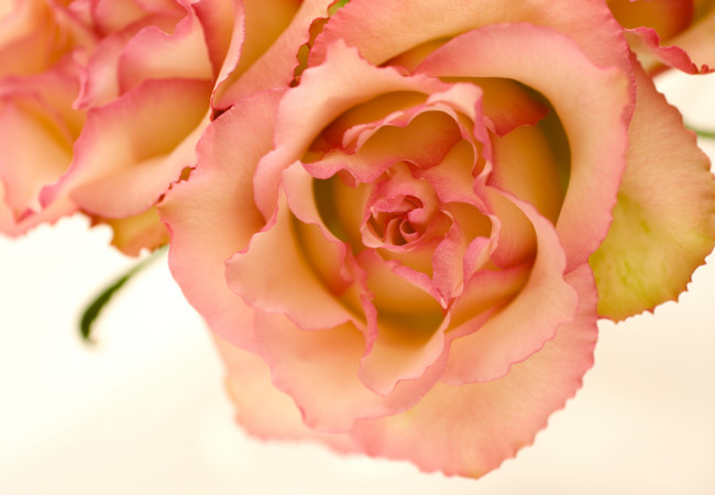 Обои картинки фото цветы, розы, лепестки