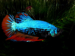 Картинка животные рыбы растение