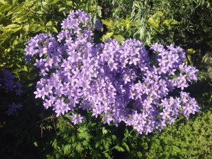 Картинка цветы колокольчики сиреневый цвет