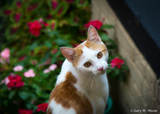 Картинка животные коты кот взгляд